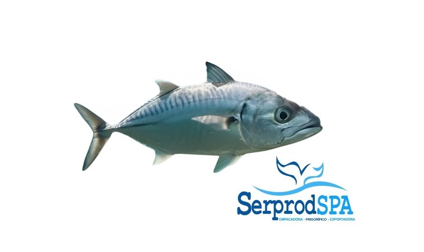 Jurel fresco del Pacífico