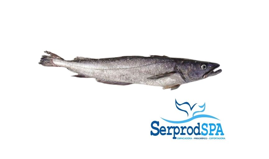 Merluza Austral fresca