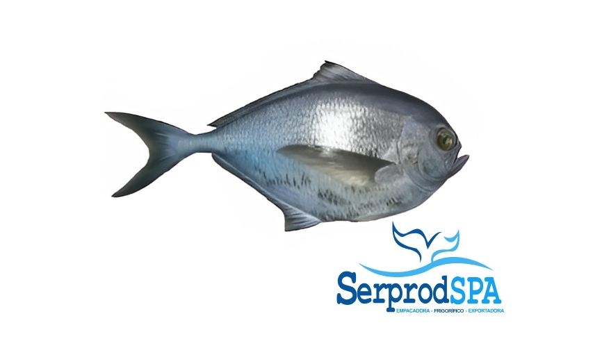 Reineta fresca del Pacífico Sur