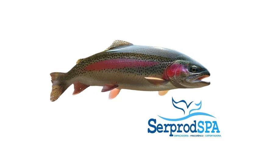 Trucha Arcoíris de agua dulce